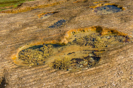 Marine underwater life background, Seaweed plants under transparent ocean water surface. Ocean...