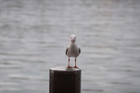 Seagull bird sitting on a wooden pole with water surface texture on the background. Silver gull,...