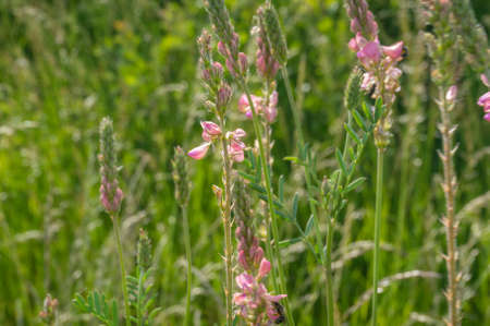 Close up of sweet pea plant blooming with pink flowers. Floral nature backgroundの写真素材