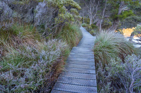 Snow and ice covered hiking path with frosty green plants. Hiking in Central Highlands, Tasmania. Evergreen plants with frost in park. Winter trekking landscape の写真素材