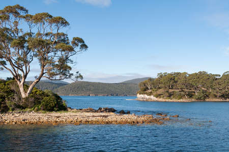 Australian landscape with eucalyptus tree on an island and tree covered hills in the distance. Historic Port Arthur nature landscape. Tasmania, Australia の写真素材