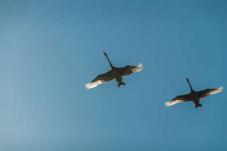 Two flying balck swans, Cygnus Atratus against blue sky on the background. Couple of black swan...