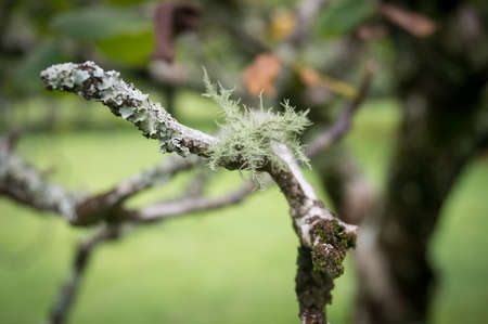 Close up of tree branch twig with moss and lichen. Nature background