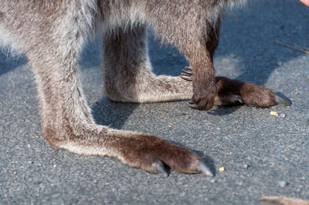 Close up of grey wallaby, kangaroo paws with claws. Australian wildlife details background の写真素材