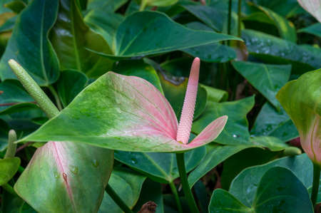 Close up of beautiful Anthurium, Spathe Flower with green foliage nature background. Blooming Spathiphyllum Wallisii plant with green and pink flowers の写真素材