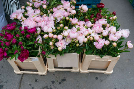 Peony flowers pink and red for sale in bunches on farmers market in summer の写真素材