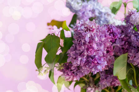 Purple and lavender lilac flowers modern spring floral background with bokeh lights on the...