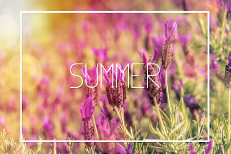 Summertime poster, summer banner with purple french lavender flowers. Lavender flower nature background in retro styleの写真素材