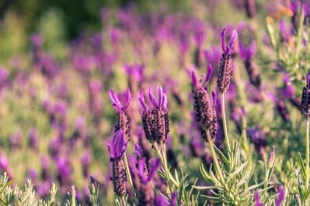 Purple Lavandula Stoechas, French lavender flowers in the garden. Lavender flower nature background in retro styleの写真素材