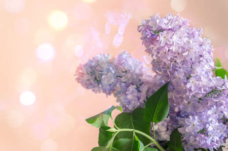 Violet blue lilac flowers with artistic bokeh light on backdrop. Modern spring flower background 