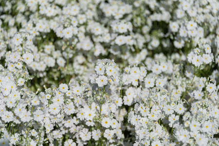 Small white flowers with yellow centre nature texture, background. Delicate, elegant floral background の写真素材