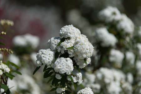 Close up of Cape May or May Bush plant white flowers. Blooming Reeves Spiraea nature backgroundの写真素材