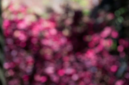 Bokeh defocused background of pink and red flowers. Nature texture の写真素材