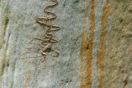 Eucalyptus bark texture close up with insect damage. Smooth gum tree bark texture background 