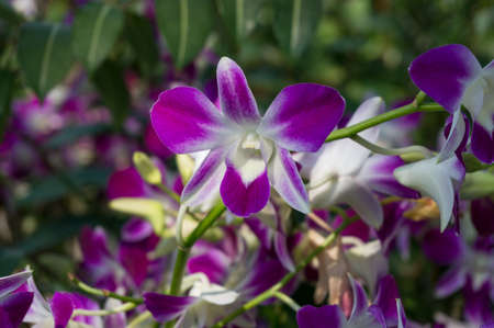Close up of beautiful white and purple orchid flower. Tropical flowers nature backgroundの写真素材