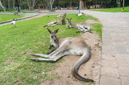 Australian eastern grey kangaroos enjoying themselves on the green grass lawn. Australian native wildlifeの写真素材