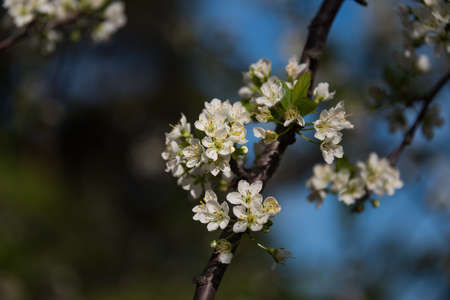 White sakura flower springtime nature background. Cherry flower twig, branch floral close up 