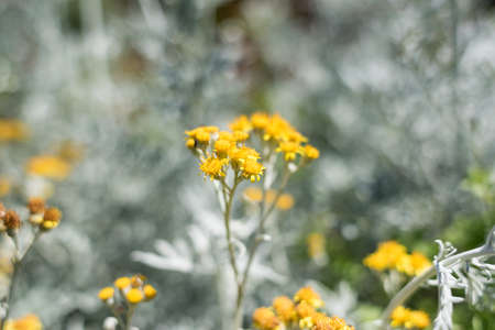 Silver ragwort yellow flowers on the flowerbed. Jacobaea Maritima blooming plant floral background の写真素材