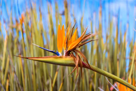 Strelitzia juncea, the rush-leaved strelitzia or narrow-leaved bird of paradise flower close up. Strelitzia juncea flowerring plant with blooming headの写真素材
