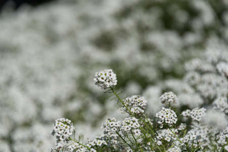 Close up of Sweet Alyssum or Alyssum Maritimum white flowers. Carpet of Snow plant white floral background の写真素材