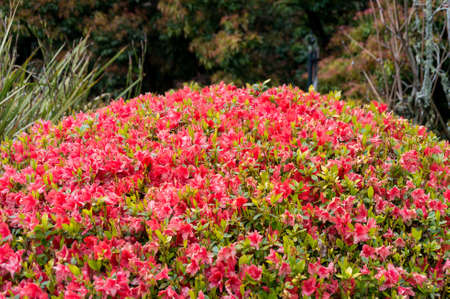 Red Rhododendron flowers floral nature spring background. の写真素材