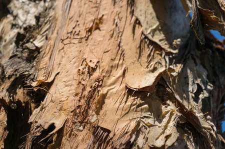 Tree bark texture close up. Paperbark eucalyptus tree, Melaleuca quinquenervia bark texture background の写真素材