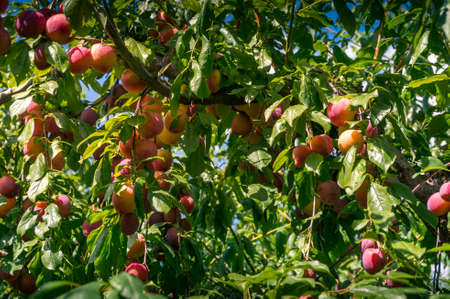 Ripe and juicy plums hanging on the branch in the garden. Plum tree with ripe fruits and green leaves. Fresh organic plum stonefruits backgroundの写真素材