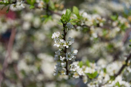 Blooming  sakura flower springtime nature background. White cherry flower twig, branch floral close upの写真素材