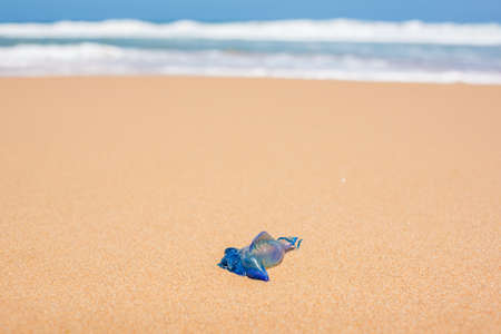 Close up of Blue bottle jellyfish or Portuguese Man of War on the sand with soft water wave. Summer...