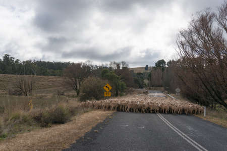 Herd of sheep, sheep flock blocking countryside road while moving to new paddock. Farm animals, domestic cattle rural scene with infrastructureの写真素材