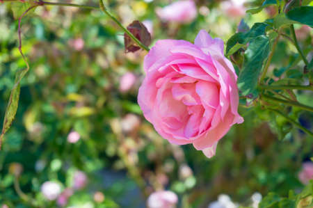 Close up of soft pink rose in full bloom. Fresh floral backgroundの写真素材