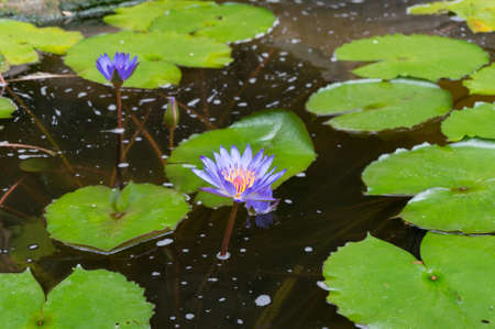 Purple blue lotus flower, water lily floating in the pondの写真素材