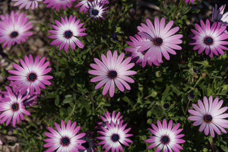 Pericallis Senetti purple flowers in the garden. Blue purple nature backgroundの写真素材