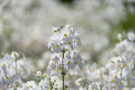 Close up of small white flowers in flowerbed. Floral nature texture background の写真素材