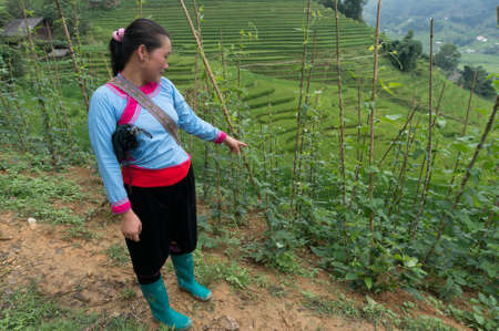 Sapa, Vientam - August 18, 2017: Vietnamese woman guide in traditional costume showing local plantsのeditorial素材