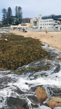 Sydney, Australia - February 13, 2020: Heap of seaweed on Cronulla beach after storm cyclonのeditorial素材