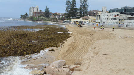Sydney, Australia - February 13, 2020: Heap of seaweed on Cronulla beach after a storm, intense weather eventのeditorial素材