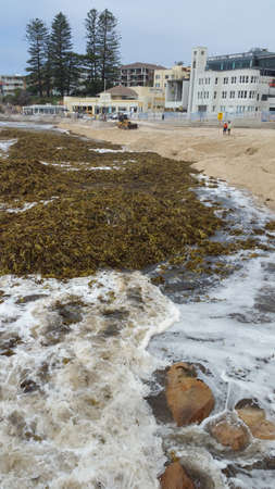 Sydney, Australia - February 13, 2020: Heap of seaweed on Cronulla beach after storm cyclonのeditorial素材