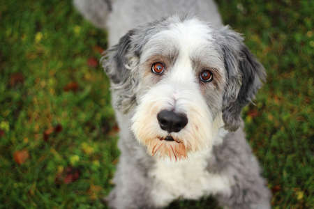 Bearded collie lying in the grass  in the summerの写真素材