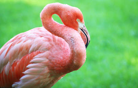 A portrait of a flamingo bending its neckの写真素材