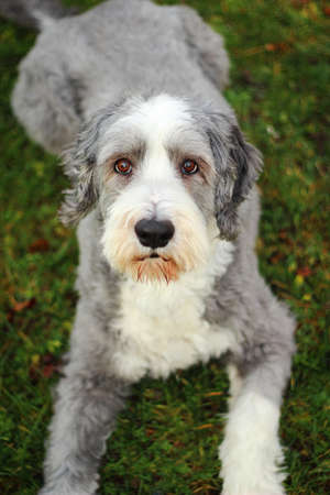 Bearded collie lying in the grass  in the summerの写真素材