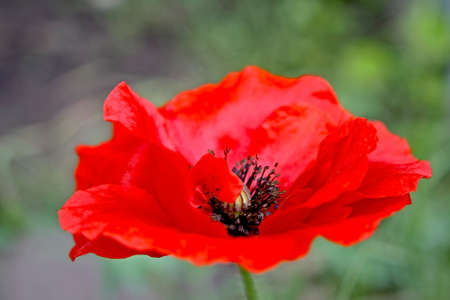 red poppy flowerの写真素材