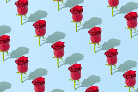 Pattern made with red roses on a light blue background. Woman's day and nature concept.の写真素材