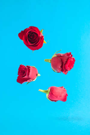 Red roses fly on a light blue background Creative nature concept. Spring background.の写真素材