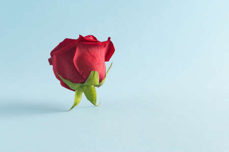 Women's day creative composition with a red flower standing on its leaves. Minimal nature and valentine's day concept.の写真素材