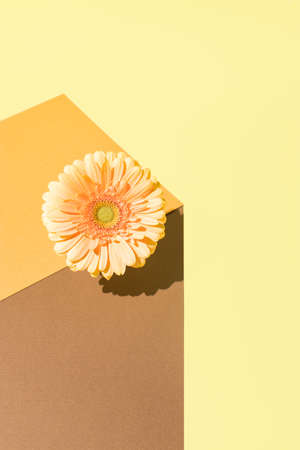 Yellow flower on a brown and yellow background. Copy space. Minimal Women's day and spring concept.の写真素材