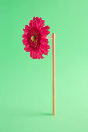 Pink flower against pastel green background. Creative renewable energy idea. Minimal nature concept.