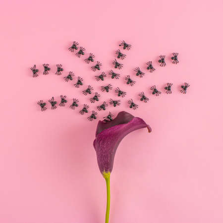 Creative composition with purple flower and black spiders. Minimal Halloween nature concept. Flat lay.の写真素材