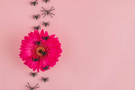 Pink flower and black spiders against a pink background. Minimal Halloween romantic love concept. Flat lay. Copy Space.の写真素材