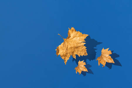Autumn leaves fly above the blue background. Season concept. Minimal nature travel idea